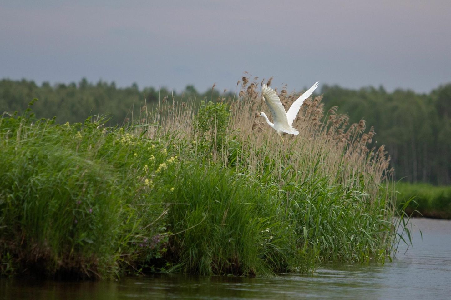 Kaitsealade laiendamine puudutab nii maismaad kui ka veekogusid. Fotol Alam-Pedja looduskaitseala. 
