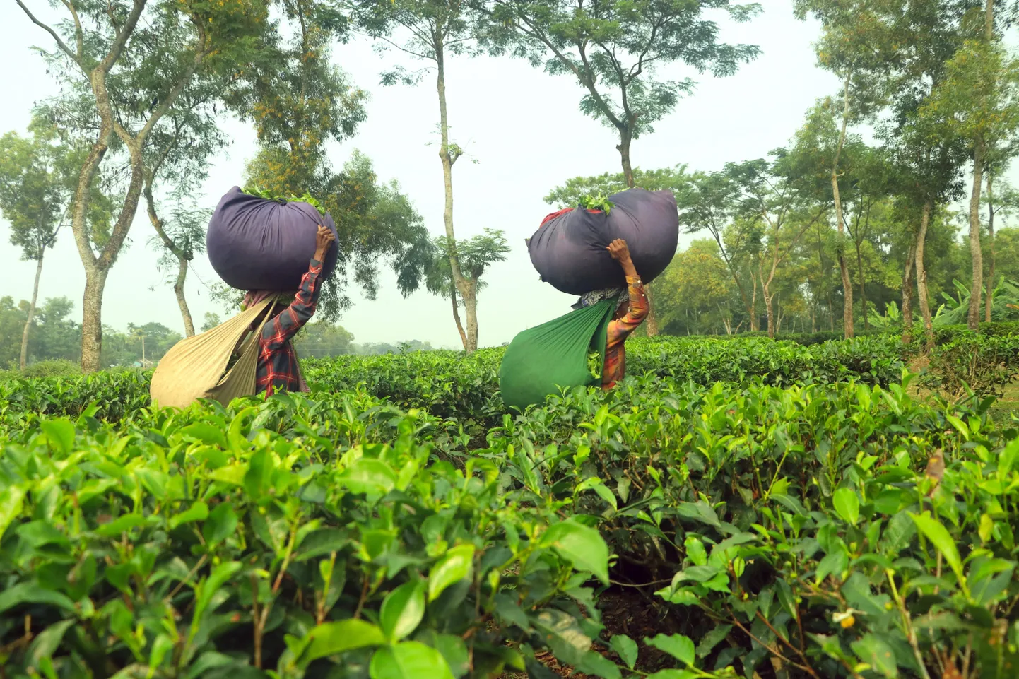 Bangladeshi naised teeistanduses.