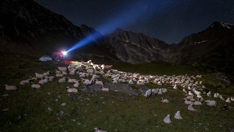 KRIIMSILMAPATRULL ⟩ Šveitsi aktivistid ennetavad pulbitsevat hundiviha ööde kaupa Alpides lambaid kaitstes