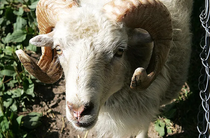 Изображения по запросу Праздничная овца