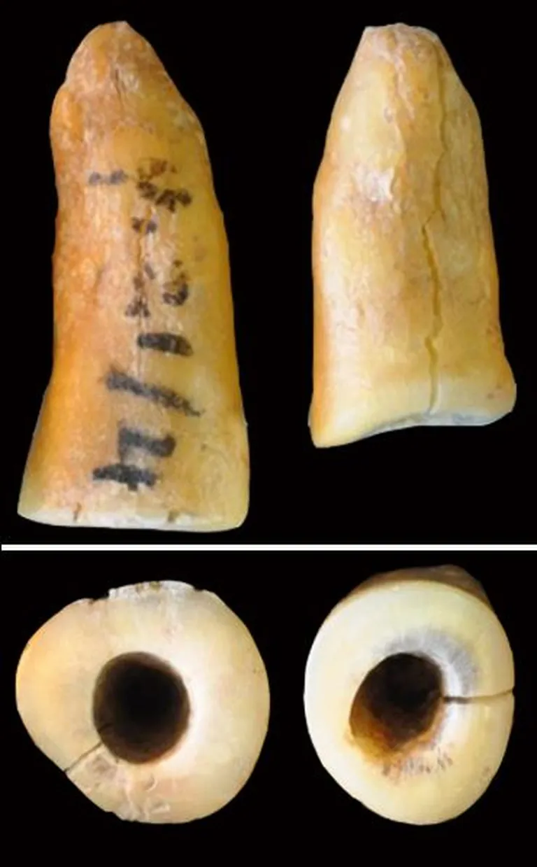 13 000 aastat tagasi pandi hammastesse juba plomme