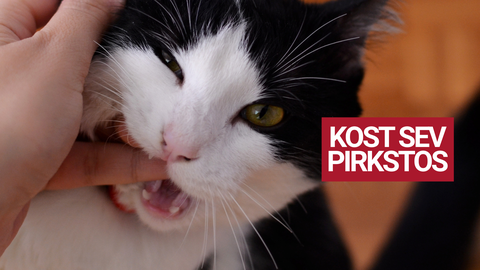 TESTS ⟩ Vai tu zini latviešu frazeoloģismus kā savus piecus pirkstus?