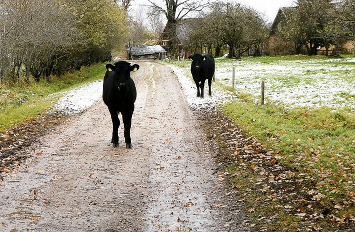 Raksta foto