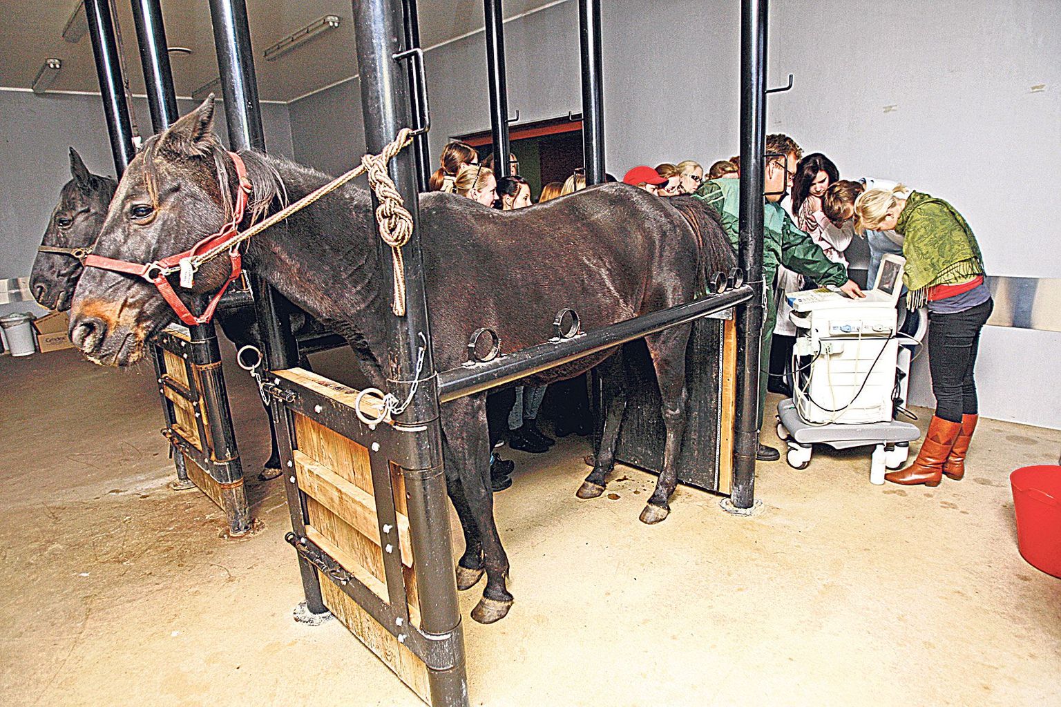 Kolmanda kursuse veterinaariatudengid maaülikooli suurloomakliinikus hobuse loote ultraheliuuringul.
