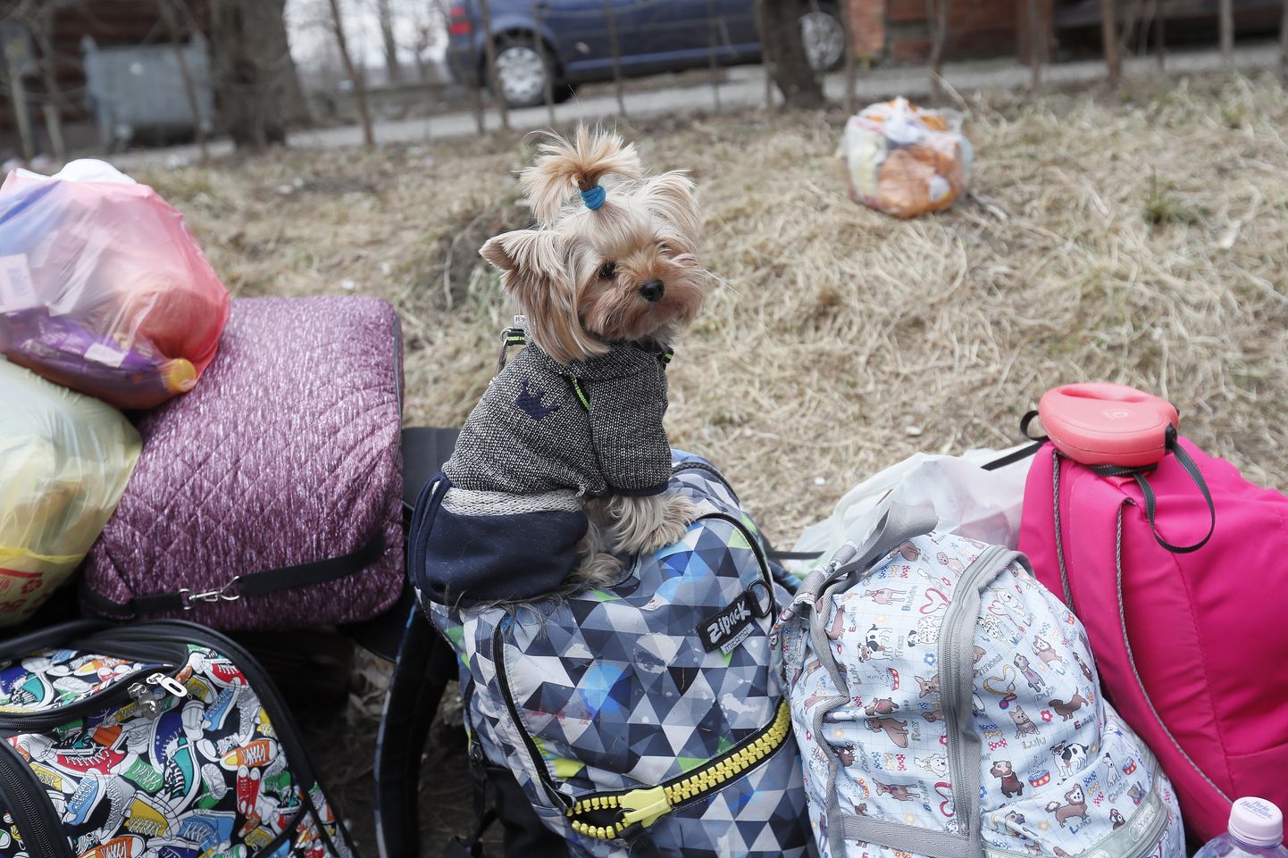 Sõjapõgeniku koer Ukraina-Rumeenia piiripunktis.