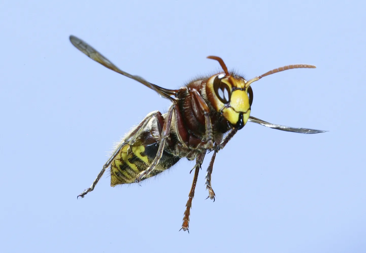 Vapsik (Vespa crabro)
