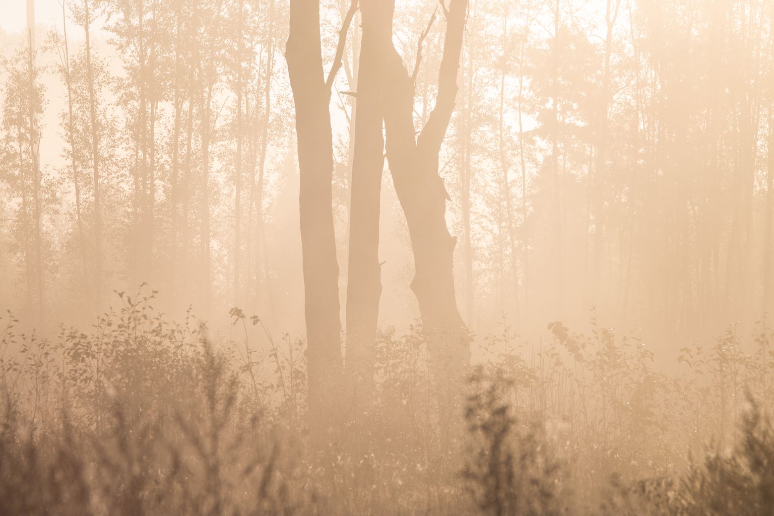 Eesti teadlaste tulemused näitasid, et aastane mullast õhku eralduv süsinikuvoog ei sõltunud metsa vanusest.