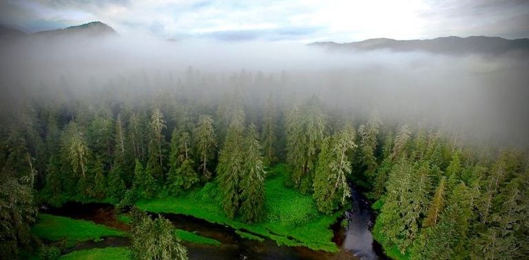 / Will McInnes/Hakai Institute Uuritud parasvöötmelised vihmametsad Briti Columbias.
