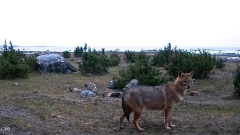 Шакалы воют у порога: житель Таллинна побаивается выходить из дома