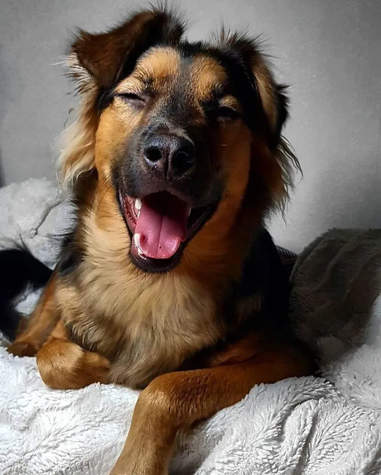 Artikli foto
