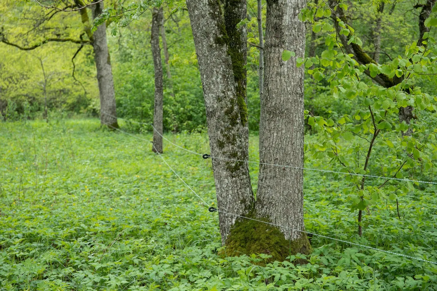 Hüvitise suurus on:

134 eurot Natura sihtkaitsevööndis, Natura piiranguvööndis asuvas või hoiualal asuvas metsaelupaigas, Natura sihtkaitsevööndiks projekteeritaval alal või väljaspool Natura ala sihtkaitsevööndis;

kuni 60 eurot Natura alal piiranguvööndis või hoiualal, kus ei asu metsaelupaik, ning piiranguvööndiks või hoiualaks projekteeritaval alal.