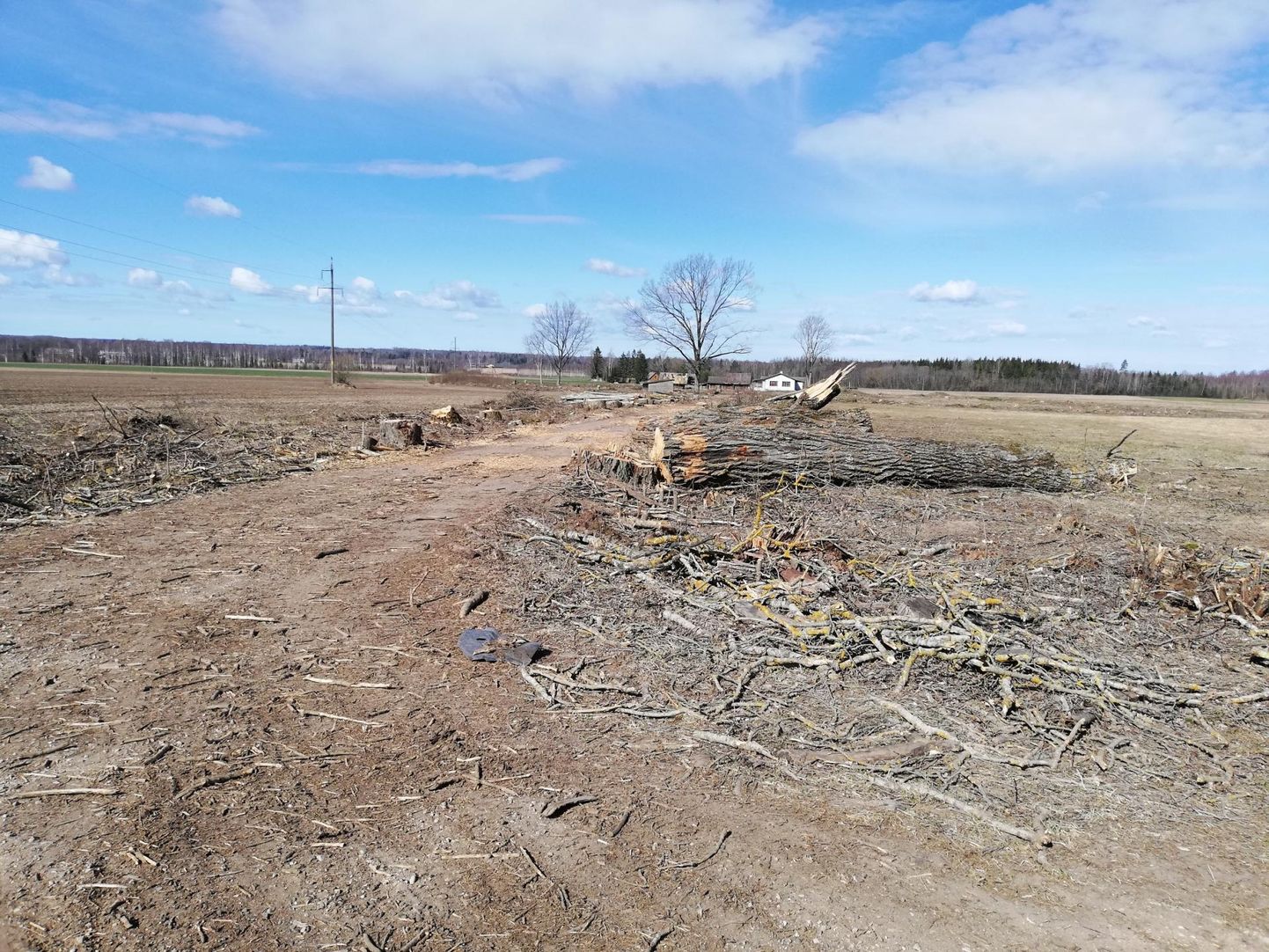 Vana puudeallee mahasaagimine Tõrva vallas Leebiku külas põhjustas loodusesõprades pettumust. Puud asusid aga eramaal ja nende raiumiseks oli luba olemas.