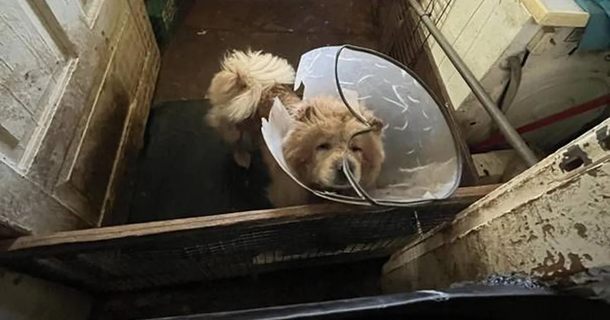 Descoperire șocantă ⟩ Agenția a luat 12 câini de rasă pură a căror viață era în pericol de la stăpânii lor din județul Ugeva