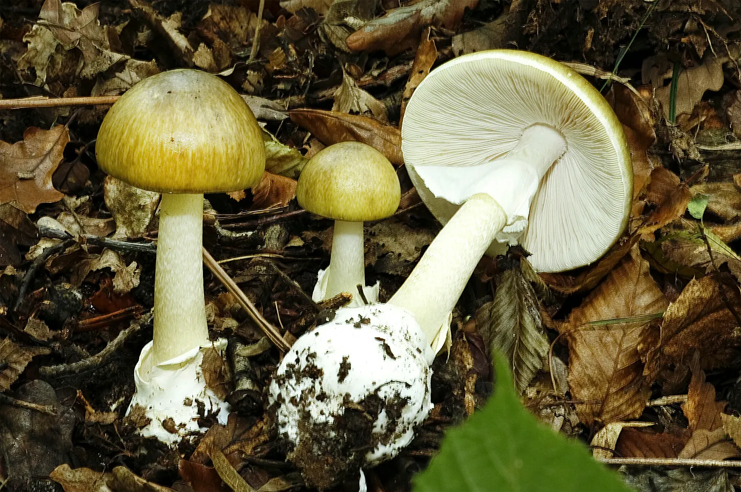 Zaļās mušmires