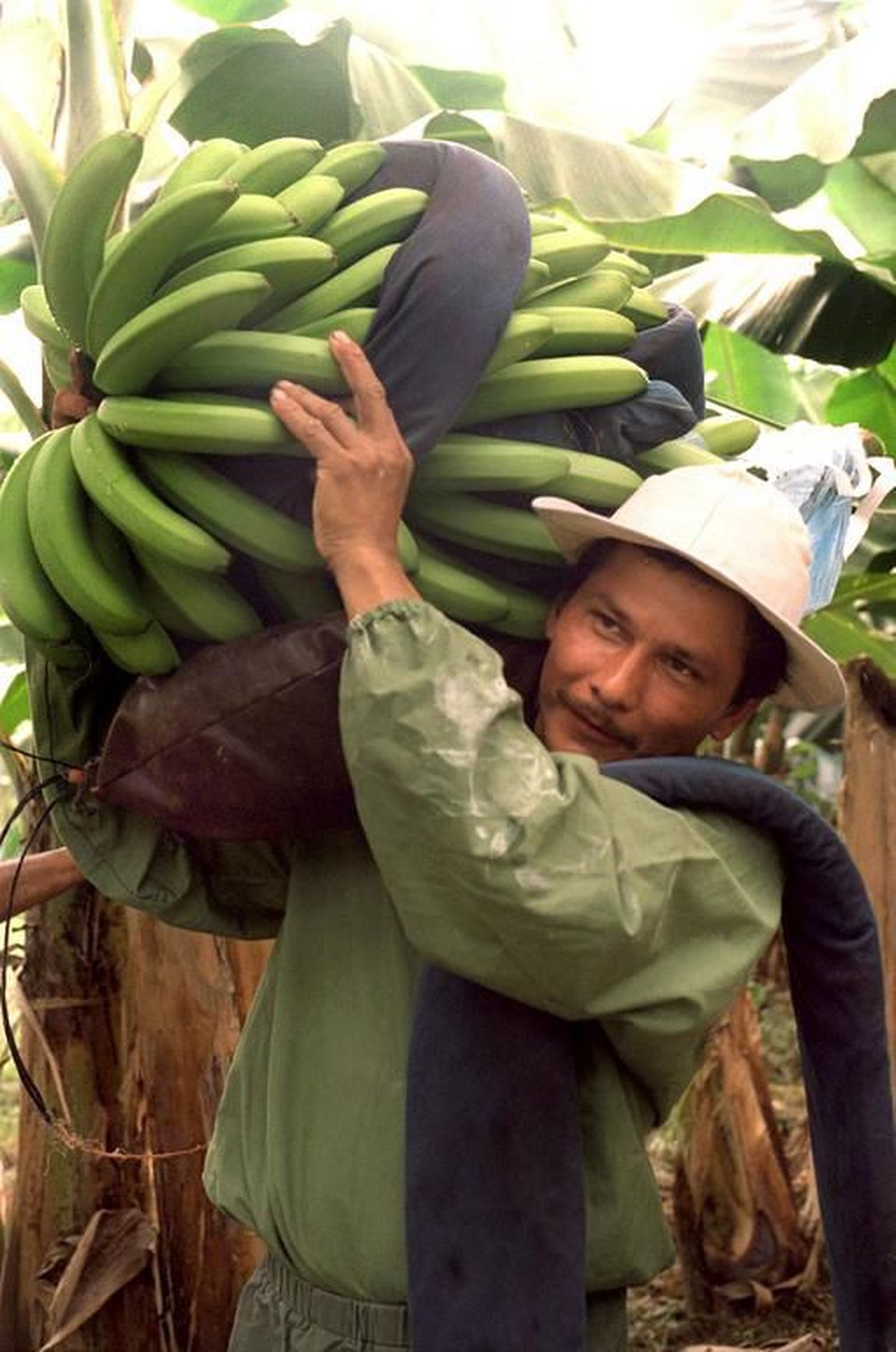 Costa Rica banaanikasvanduse tööline tassib banaanikobarat.
