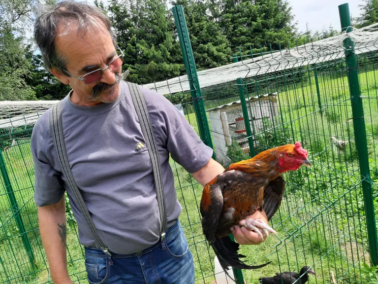 Raivo Hunt nägi omajagu vaeva, et Malaisia võitluskukk nii pildile saada, et ta ise ega keegi teine ei kannataks. See lind on valmis iga hetk julma võitusesse astuma.