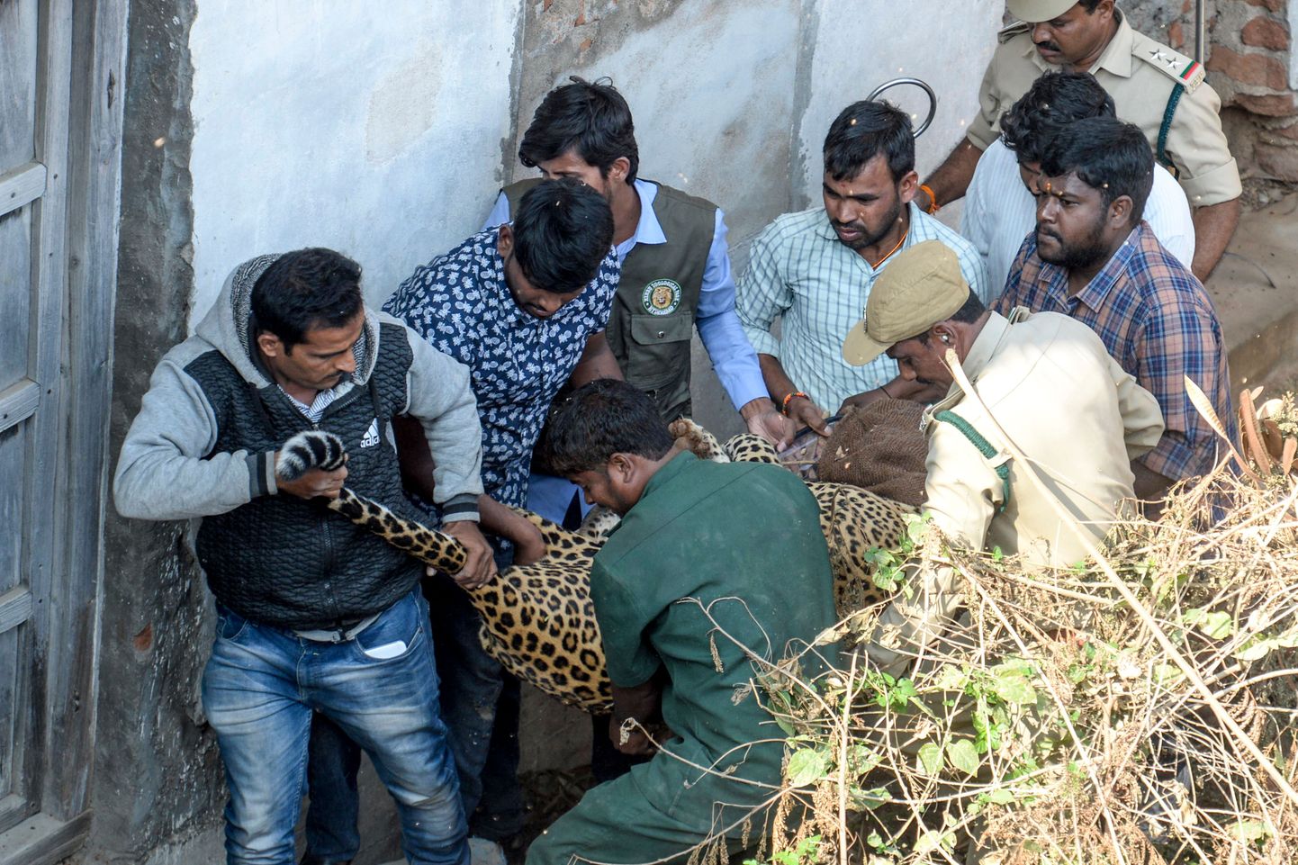 India metsaameti töötajad uimastatud leopardi majast välja tassimas.
