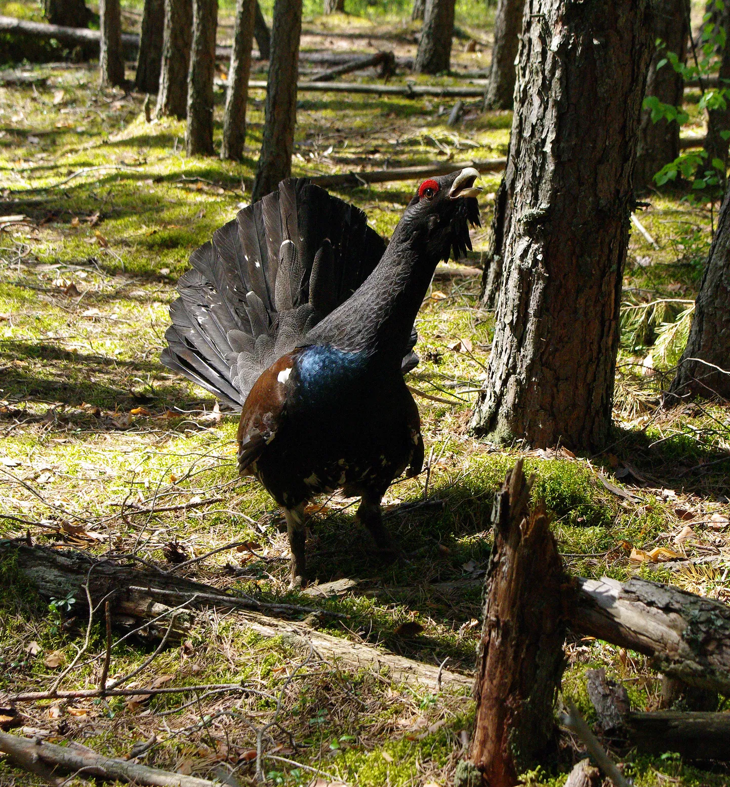 Kompaktne metsamassiiv on elupaigaks näiteks ka metsisele, kes on kuulutatud 2018. aasta linnuks ja on ohustatud liik. Pildil: isane metsis