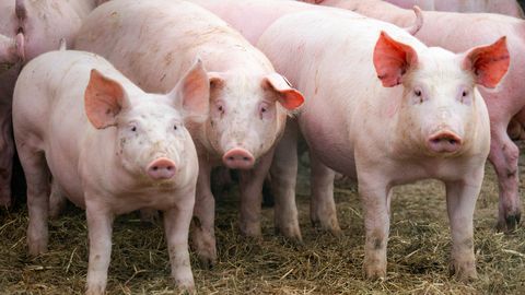 V Latviji izbruhnila afriška prašičja kuga na farmi s skoraj 5000 prašiči