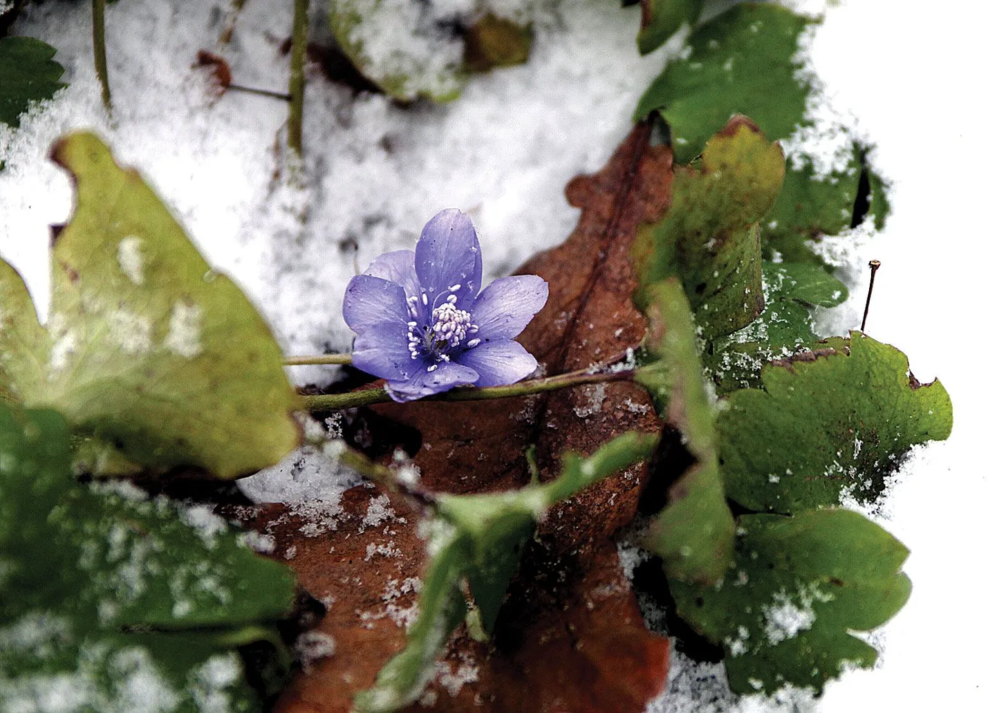 Tartu Ülikooli botaanikaaias tuleb praegu lume alt välja ilusa suure õiega ilutsev transilvaania sinilill.