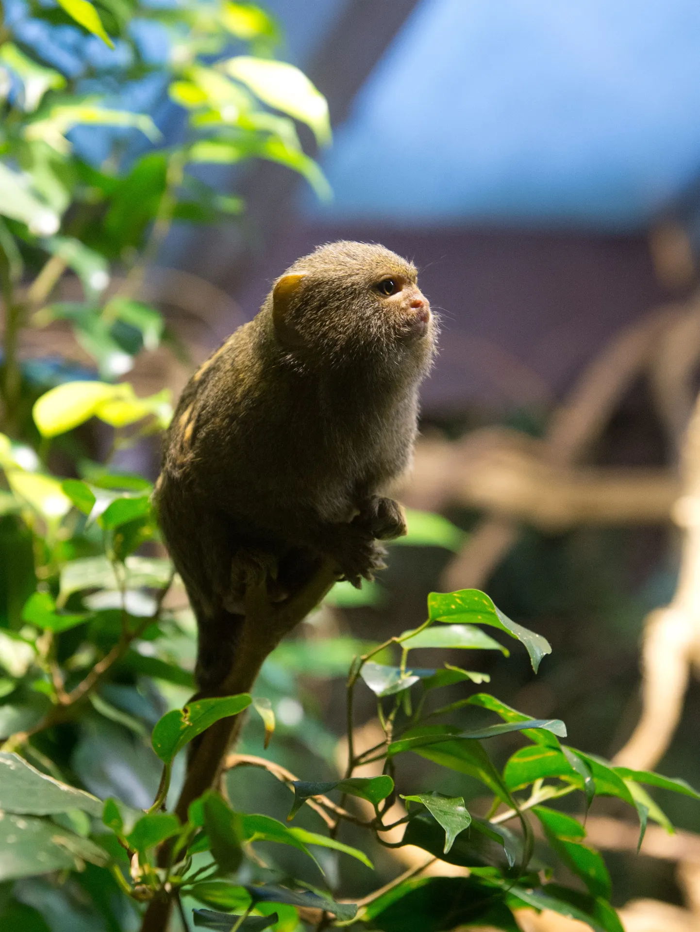 Kääbusmarmosett.