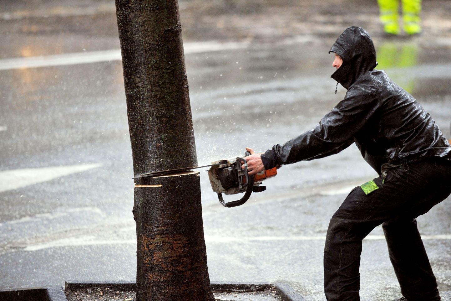 Bordeaux' tänaval saetakse tormi ajal maha ohtlikku puud.