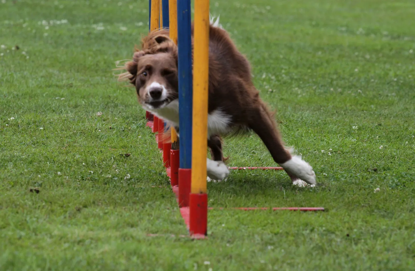 Koerad selgitasid Jõulumäel Eesti meistri agility`s.
