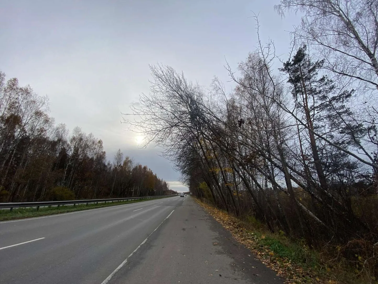 Опасные деревья