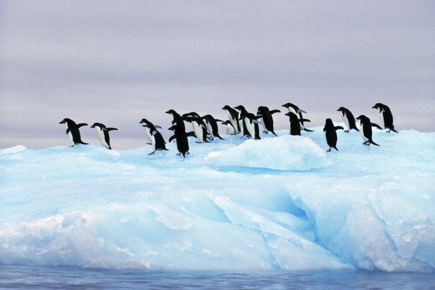 Пингвины Адели.