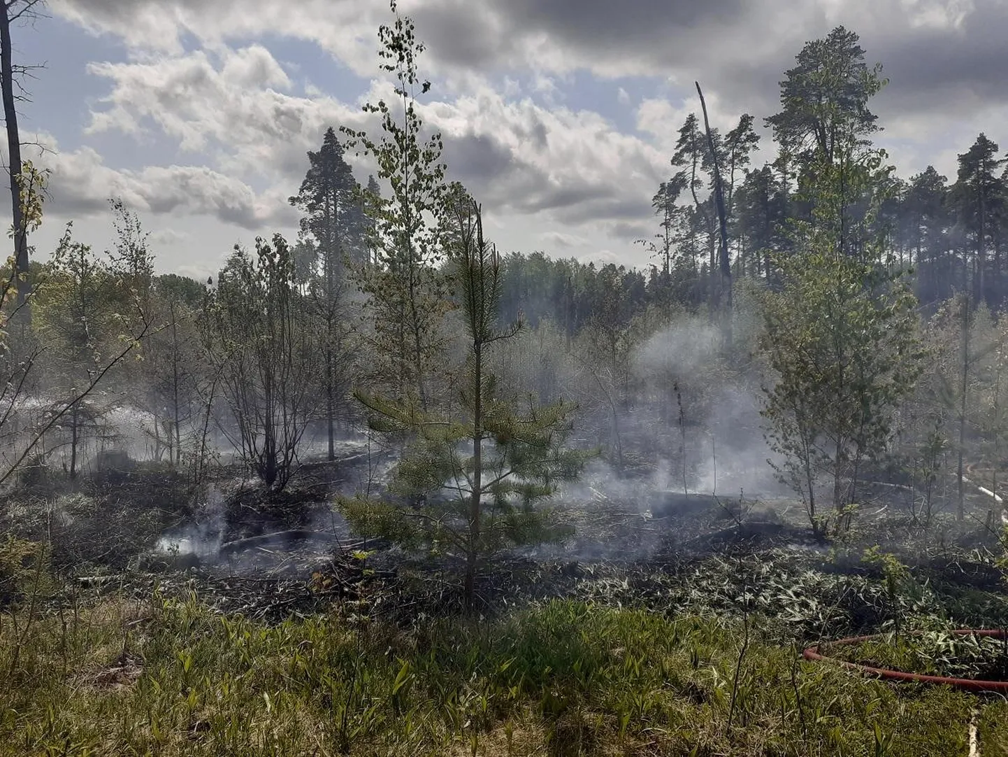 Kunda lähistel on metsaalune põlenud mitu korda.