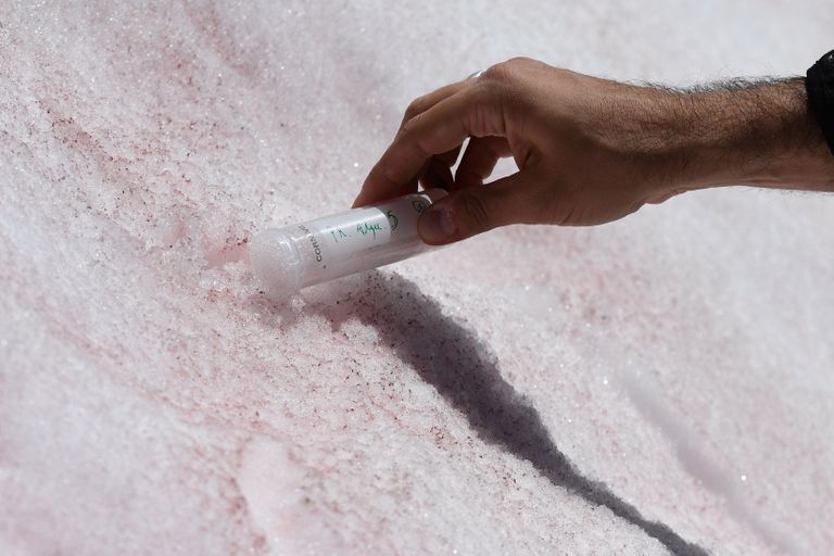 Itaalia teadlane Biagio di Mauro roosaks muutunud lumest ja vetikatest proove võtmas.