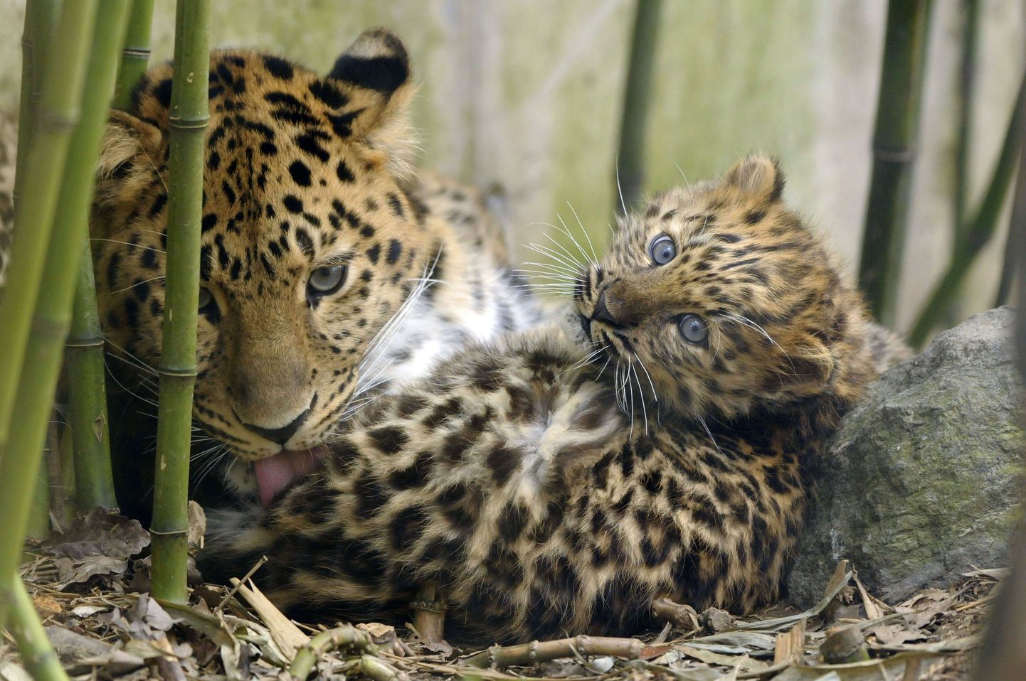 Amuuri leopard oma pojaga