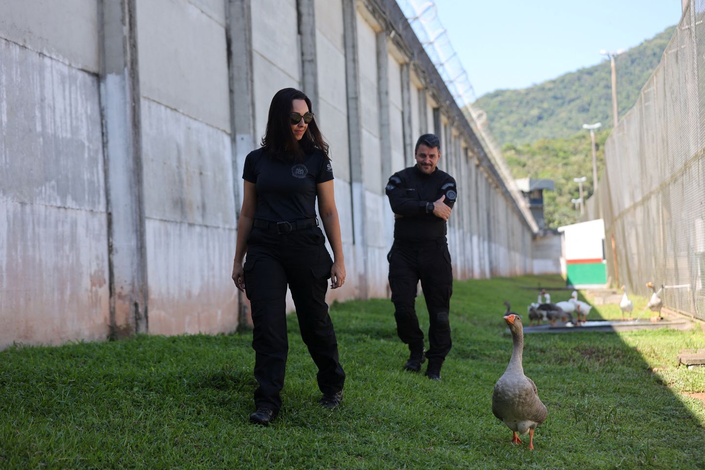 Valvurhanede karja juht Piu-Piu jalutab koos inimkolleegidega São Pedro de Alcantara kinnipidamisasutuse müüri ääres Brasiilia Santa Catarina osariigis.