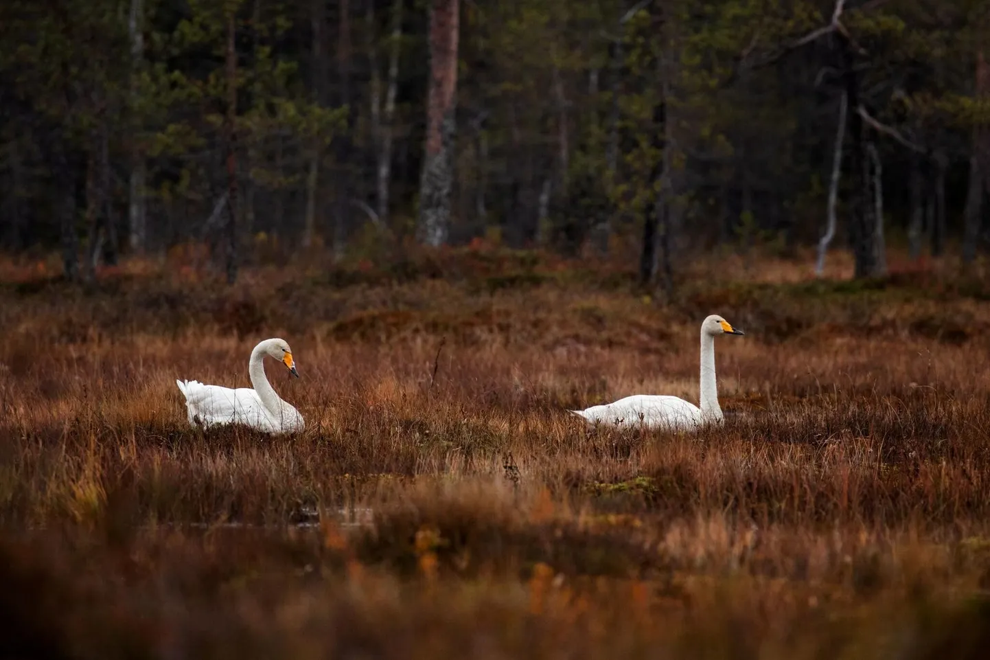 Pehmematel talvedel võib kuni 1000 laululuike meie vetelgi talvituda, ­karmidel seevastu ei ulatu see arv üle paarisaja.