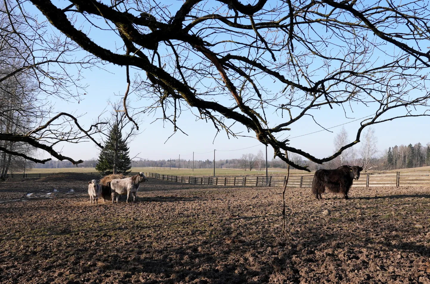 Ungārijas stepju govis un Mājas jaks Rīgas Zooloģiskā dārza filiālē "Cīruļi".