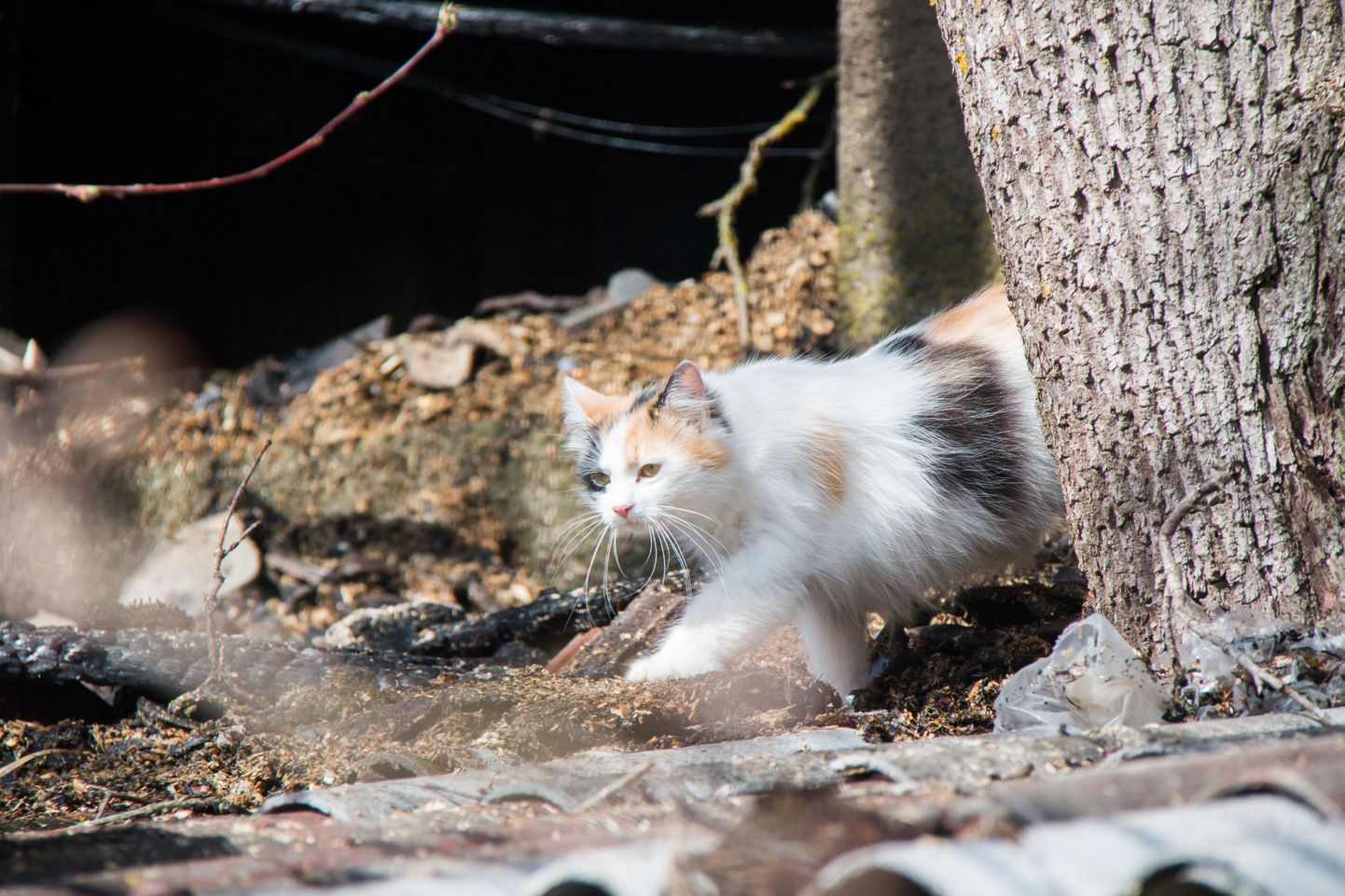 Koduloomadest on tänavu 116 juhul abi kutsutud kassidele. Foto on illustratiivne.