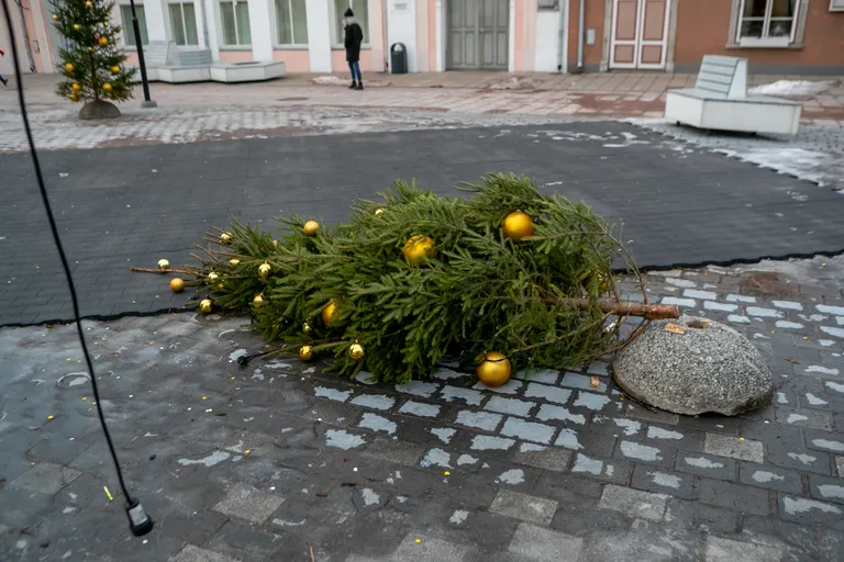 Murdunud väike jõulupuu kesklinnas