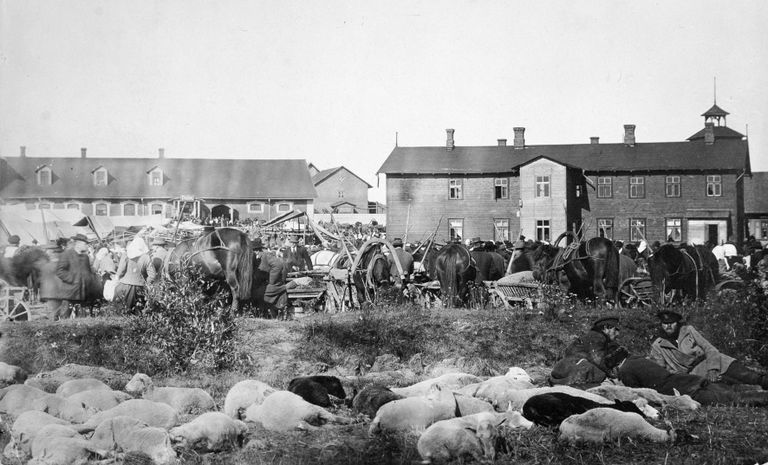 1913. aasta Hauka Laat
