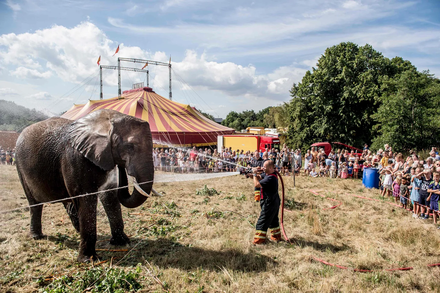 Tuletõrjuja kastab tsirkuseelevanti Taani Arene tsirkuses 2018. aasta augusti kuumalaine ajal.