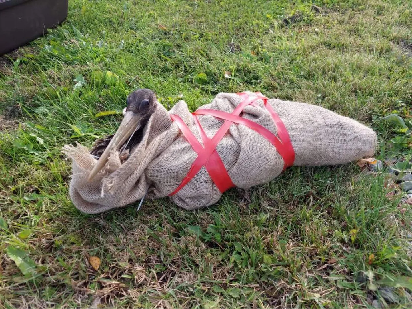 Must toonekurg püüti püünise abil kinni.