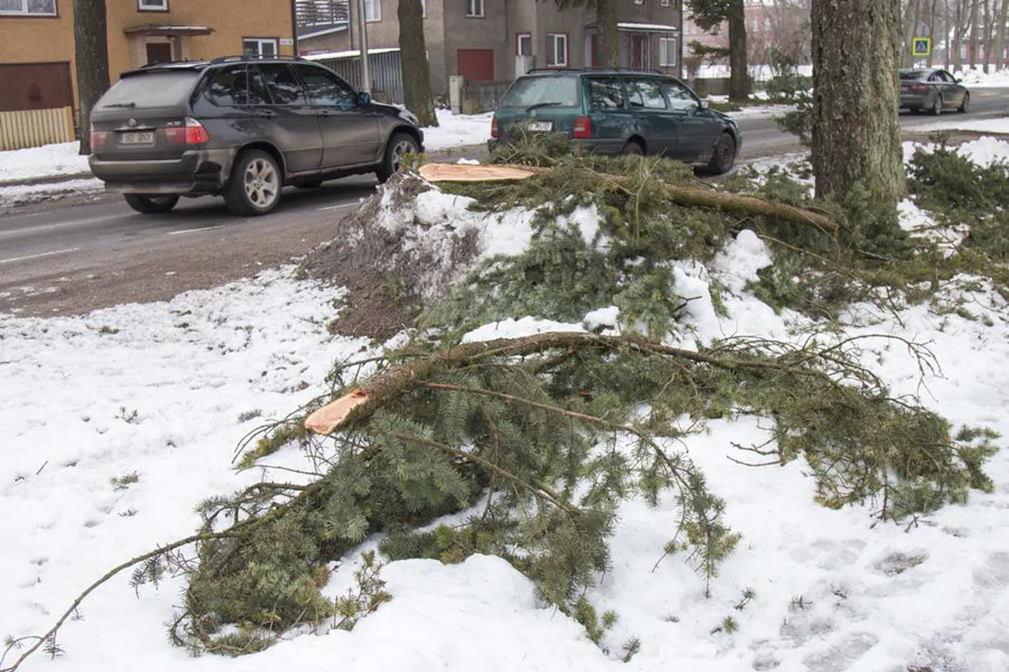 Reedel võis Uuel tänaval lumel vedelemas näha kümneid ebatsuugade oksi, mis olid lume raskuse all murdunud. Enamik neist olid mitme meetri pikkused ning paari käsivarre jämedused.