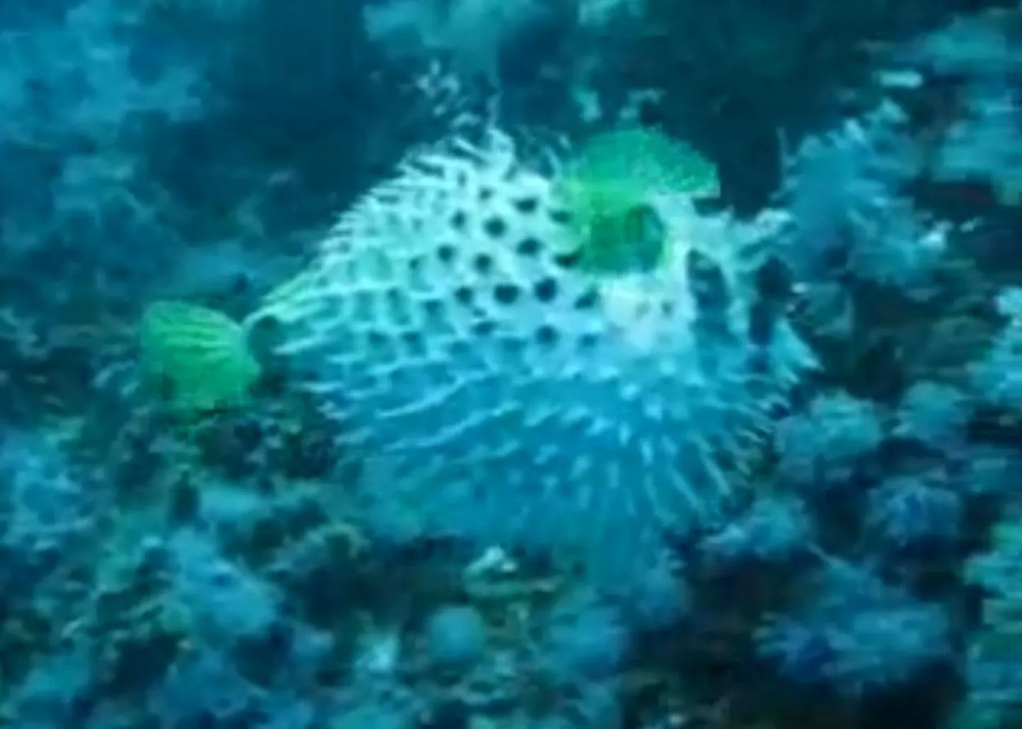 Kerakala