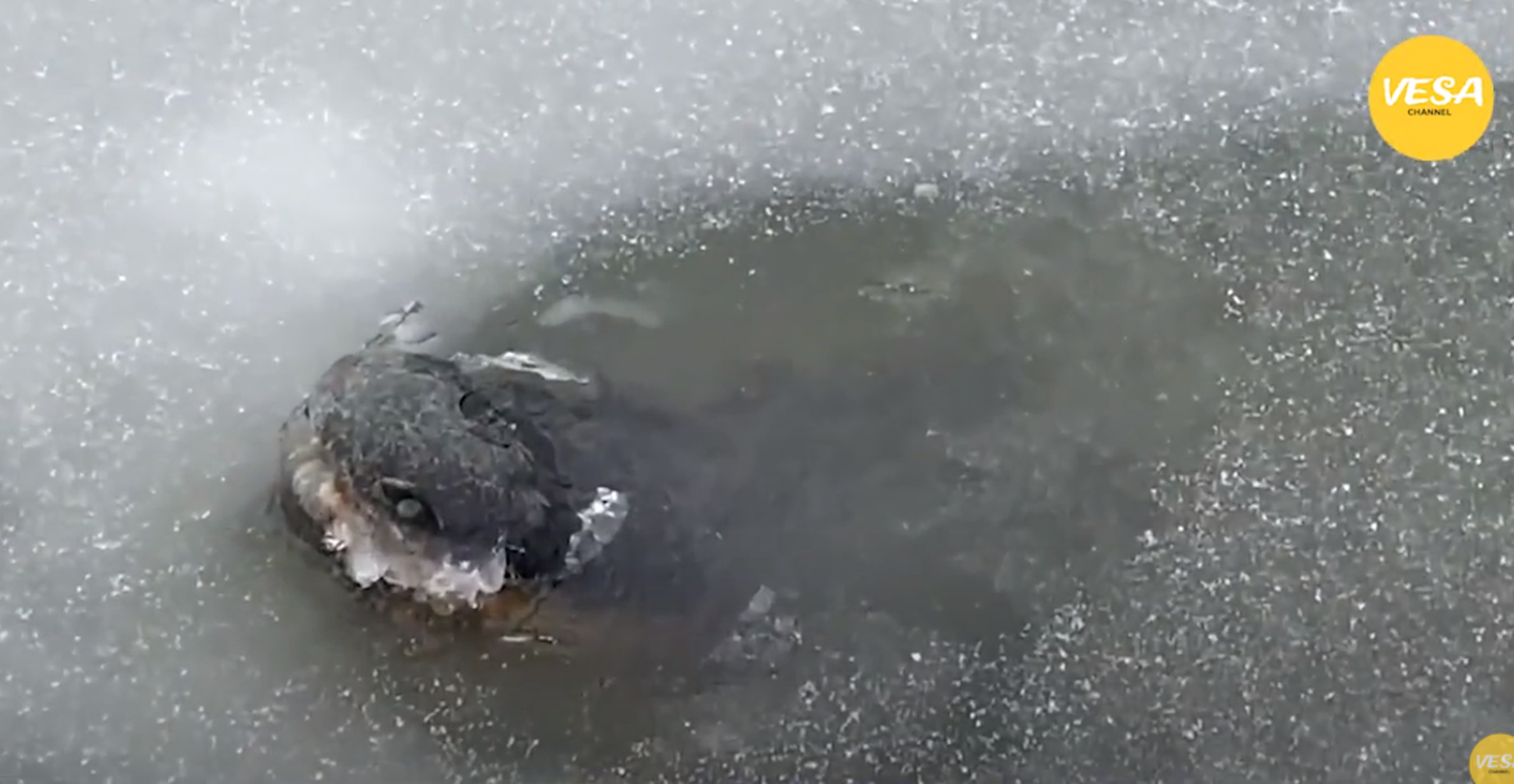 USA Oklahoma alligaatorid käivad jääaukudest õhku hingamas