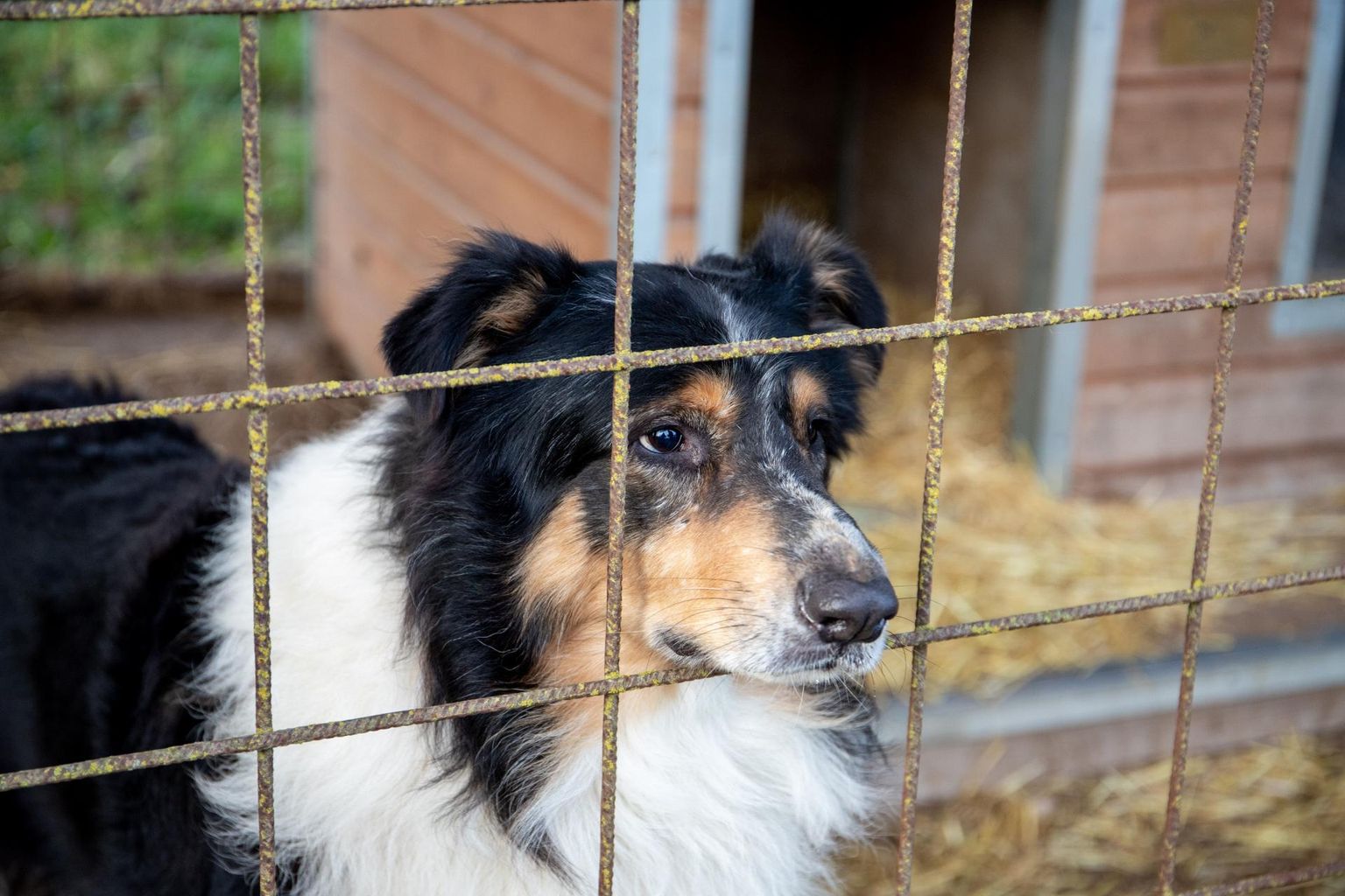 Viluvere kutsikavabrikust päästetud Michel ootab Pärnu loomade varjupaigas uut võimalust elada ilusat koeraelu.