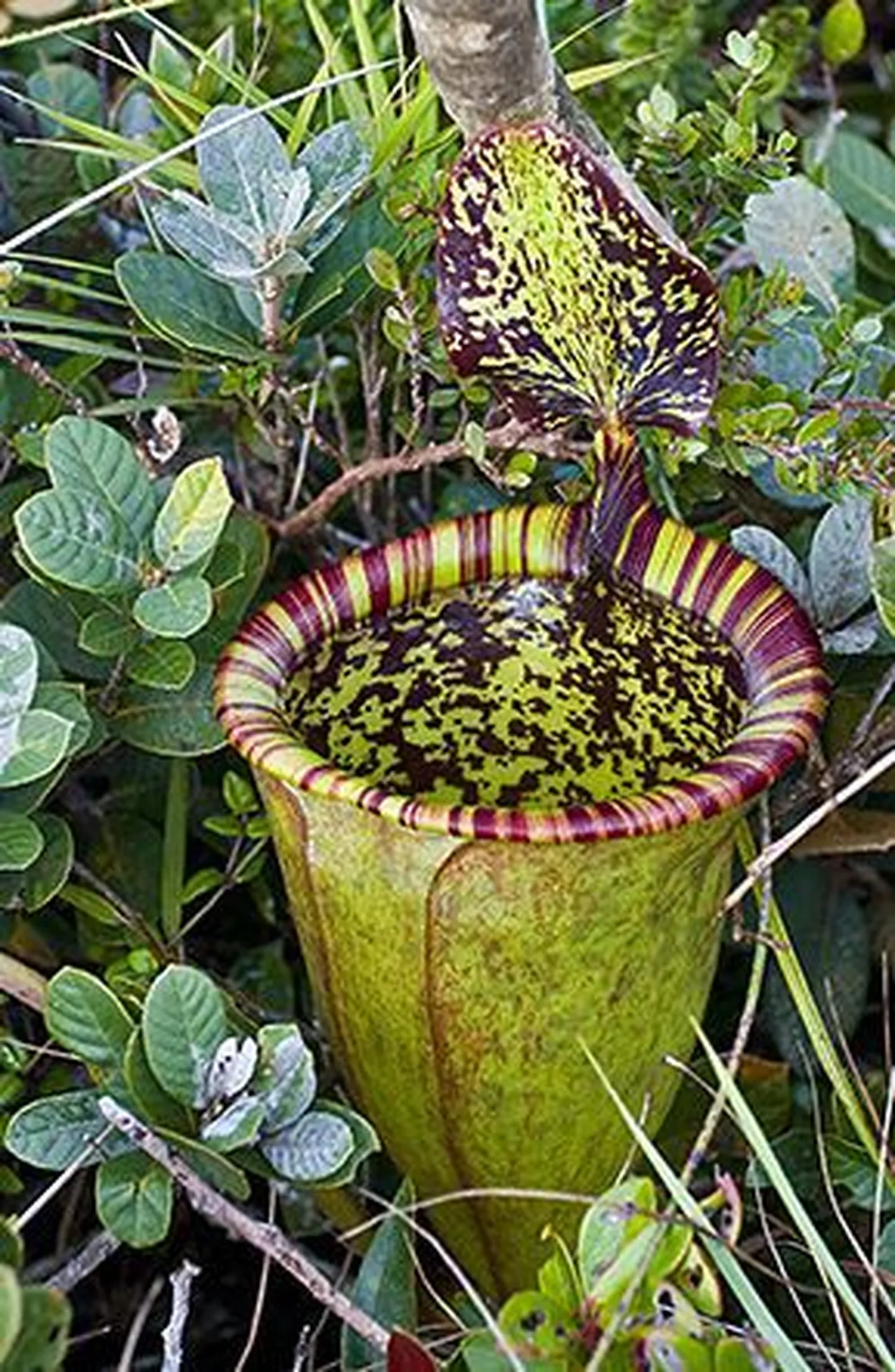 Nepenthes attenboroughii