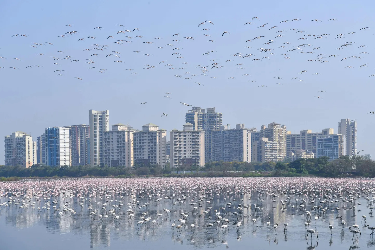 Flamingod Indias Mumbais. Foto on illustratiivne.