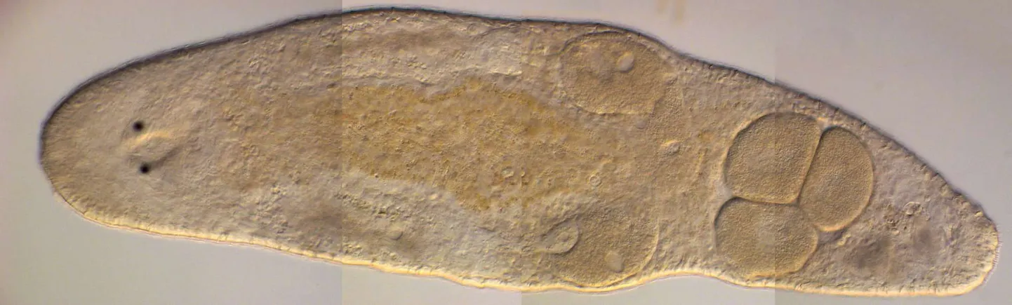 Isesigituv lameuss Macrostomum hystrix