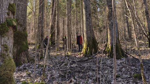 Pärnumaa metsades tehti väga põnev avastus