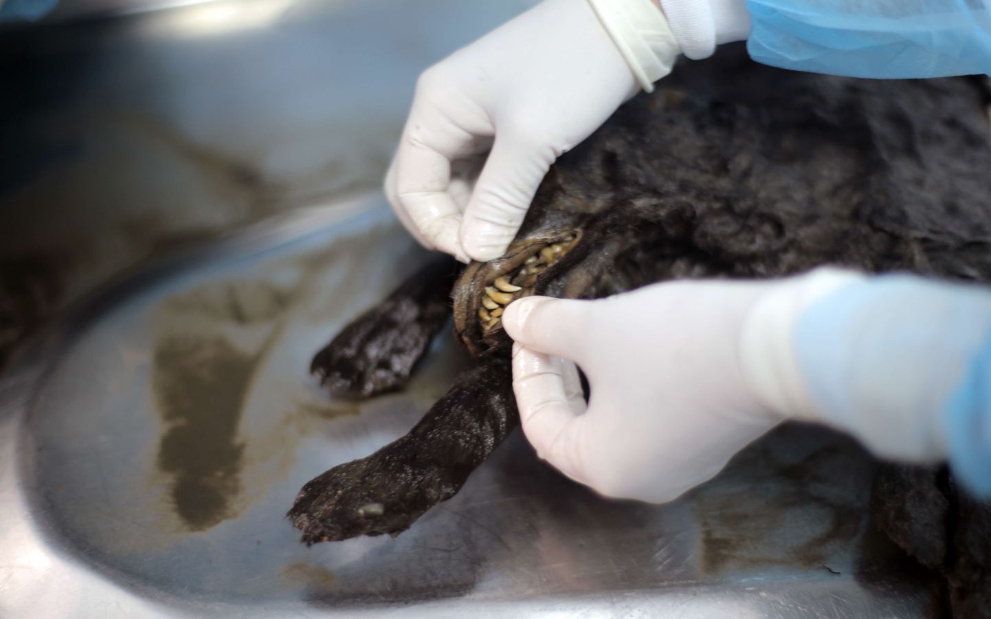 Jakutski Mammutimuuseumi teadur lahkamas Jakuutiast leitud kutsika säilmeid.