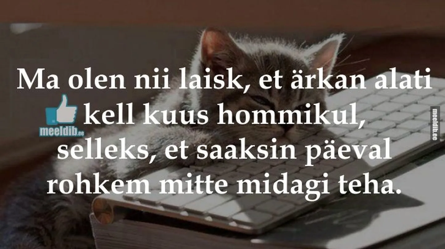 Artikli foto